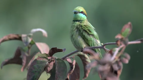 Indian Green Bee Eater Perched on Tree Twig in Northern India Stock-Footage 329828670
