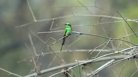 Indian Green Bee Eater Perched on Tree Twig in Northern India Stock-Footage 329828688