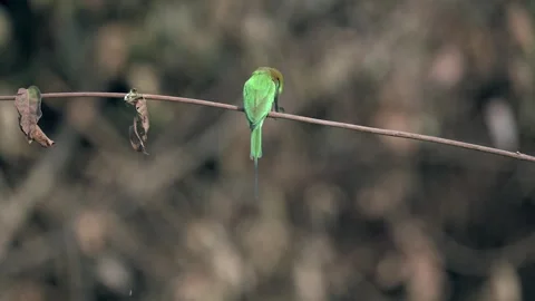 Indian Green Bee Eater Perched on Tree Twig in Northern India Видео 329828716
