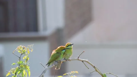 Indian green bee eater sitting on a branch of a tree. Stock Footage 151147421