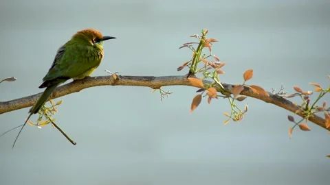 Indian green bee eater sitting on a branch of a tree. Stock Footage 151147621