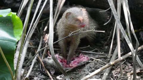 Indian grey mongoose feeding Stock Footage 320016628