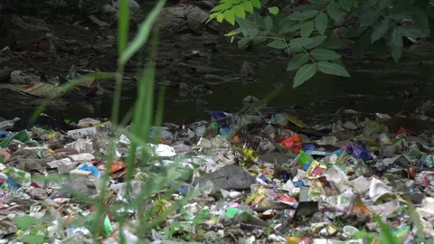 Indian Grey Mongoose Foraging and Crossing Through Plastic Waste Dump Stock Footage 345631707