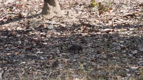 Indian grey mongoose taking aid of the shade in Kanha national park Stock Footage 337238812