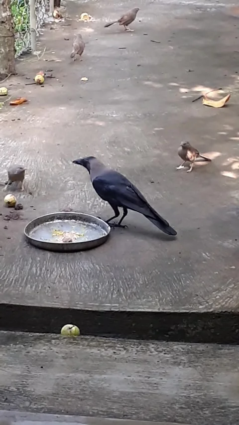 Indian Grey Necked Crow Bird Eating Food Stock Footage 280231467