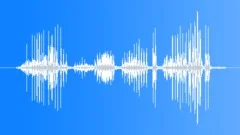 Indian Grey Partridge Calls Sound Effect