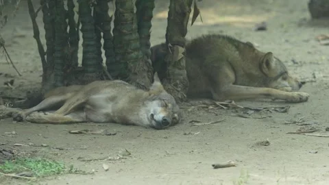 The Indian Grey Wolf in the zoo. Stock Footage 329085971