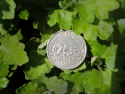 Indian half rupee coin on leaves Stock Photos