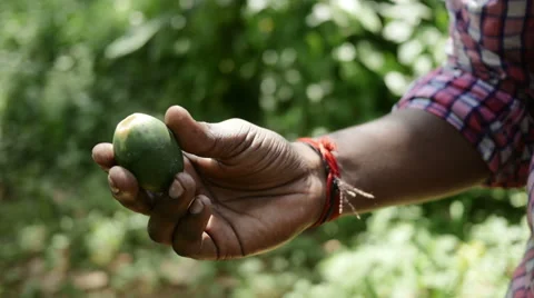 Indian hand offering exotic fruit Stock Footage 59821717