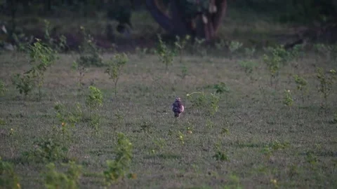  Indian hawk on the ground looking around in Bandhavgarh national park Stock Footage 254867019