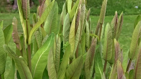 Indian Hemp Stock Footage 337784288