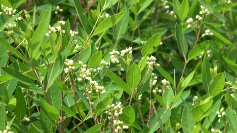 Indian Hemp growing in field Video stock 110770371
