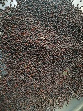 Indian herbs Stock Photos