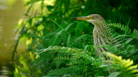 Indian Heron Stock Footage 40949819