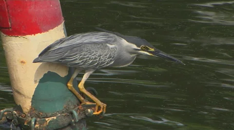 Indian Heron Stock-Footage 57765568