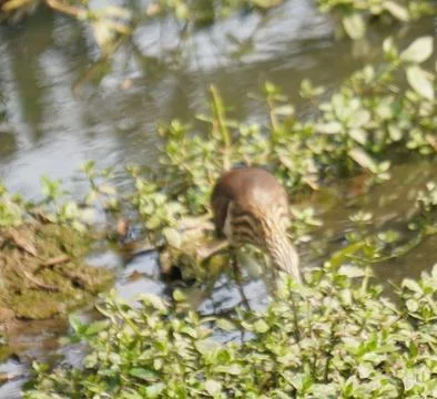 The Indian heron is a medium-sized, long-legged bird with a slender neck Stock-Fotos