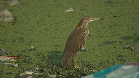 Indian Heron Standing in Grass Field Stock Footage 321025593