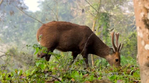 Indian Hog deer Kaziranga National Park Assam India Stock Footage