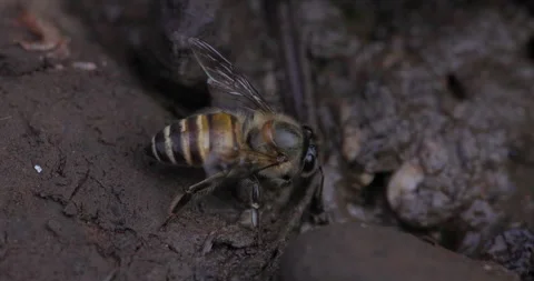Indian Honey bee drinking moving its bottom in a pulsating motion Video stock 339087600