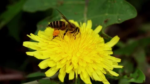 Indian Honey Bee Pollinating Dandelion Flower Macro Video In Spring Morning Stock Footage 335031753