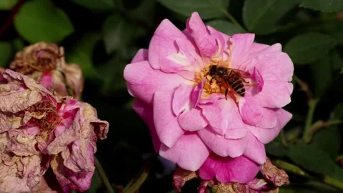 Indian honey bee pollinating pink garden rose Stock Footage 345111256