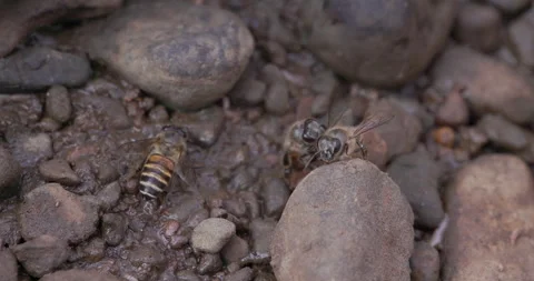Indian honey bees crowding a drying mud puddle; detailed look at critical water Stock Footage 340282455