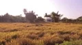 Indian house near a field with grass HD Footage