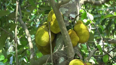 Indian Jackfruit Growing on Tree Trunk in Traditional Village Farm Close Up. Stock Footage 335790728