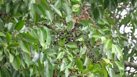 Indian Jamun Tree with Ripe Black Plums Hidden in Branches. Stock Footage 337372940