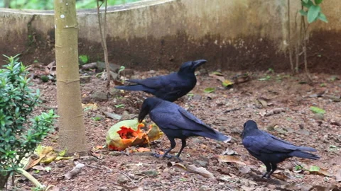 Indian Jungle Crows Eating Fallen Papaya Fruit Vídeos de archivo 281668179