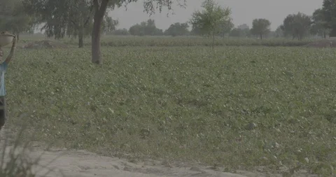 Indian Kid Carrying Fodder Video stock 112401550