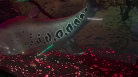 Indian knife fish Stock Footage 253514632