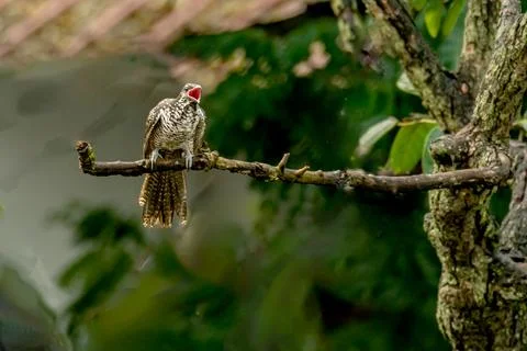 Indian Koel is singing on the tree Stock Photos