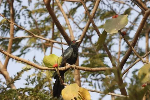 Indian Koel on a Tree – A Melodious Beauty in Nature Stock Photos