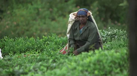 Indian Laborer Working in a Tea Field (Close Up 1) Stock Footage 52373473