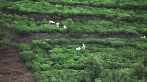 Indian Laborers Working in a Tea Field (Wide Shot) Stock Footage 52373388