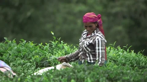Indian Laborers Working in a Tea Field (Close Up 2) Stock Footage 52373539