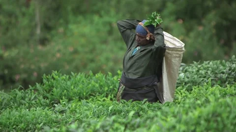 Indian Laborers Working in a Tea Field (Close Up 3) Stock Footage 52373624