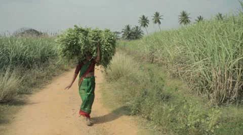 Indian Lady farmer Stockbeeldmateriaal 10849494