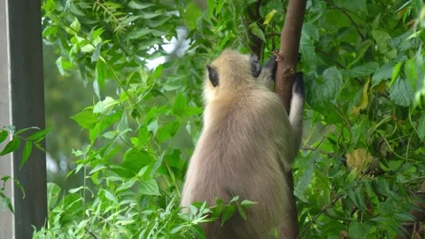Indian Langur Monkey Climbing Tree Branch in Dense Green Forest Stock Footage 344636958