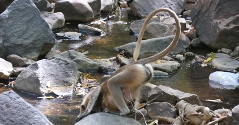 Indian Langur Monkey drinking from stream Stock Footage 60589298