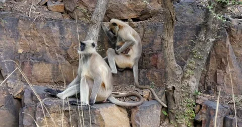 Indian Langur Monkey sitting in rocks Video stock 60588968