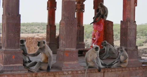Indian Langur Monkey at temple Stock Footage 60589052