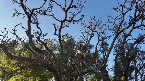 Indian langur monkey on a tree on a sunny day 動画素材 333693561