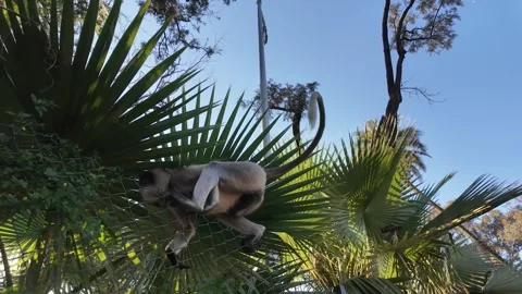 Indian langur monkey on a tree on a sunny day Stock-Footage 333693599