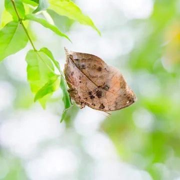 Indian Leaf Butterfly exactly same like a dried leaf Stock Photos