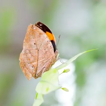 Indian Leaf Butterfly exactly same like a dried leaf Stock Photos