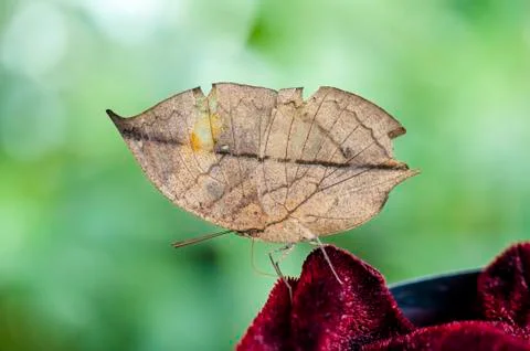 Indian leaf butterfly Stock Photos