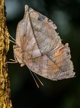 Indian leafwing butterfly Stock Photos