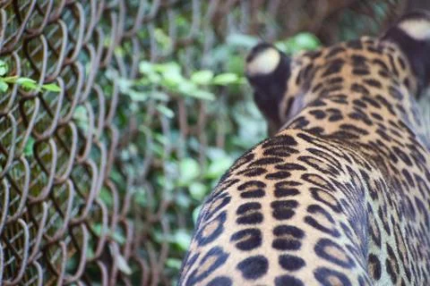 Indian leopard behind a wire enclosure Fotos Stock